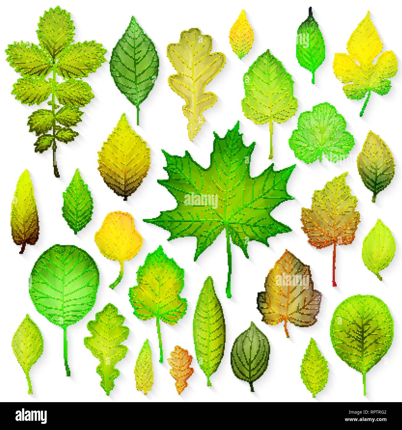 Green leaves set on white background. Vector illustration Stock Vector ...