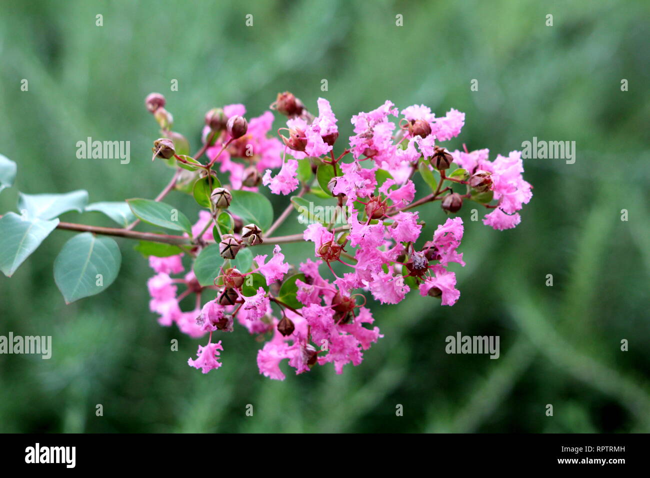 Crepe Myrtle or Lagerstroemia indica or Crape myrtle or Crepeflower deciduous tree plant branch
