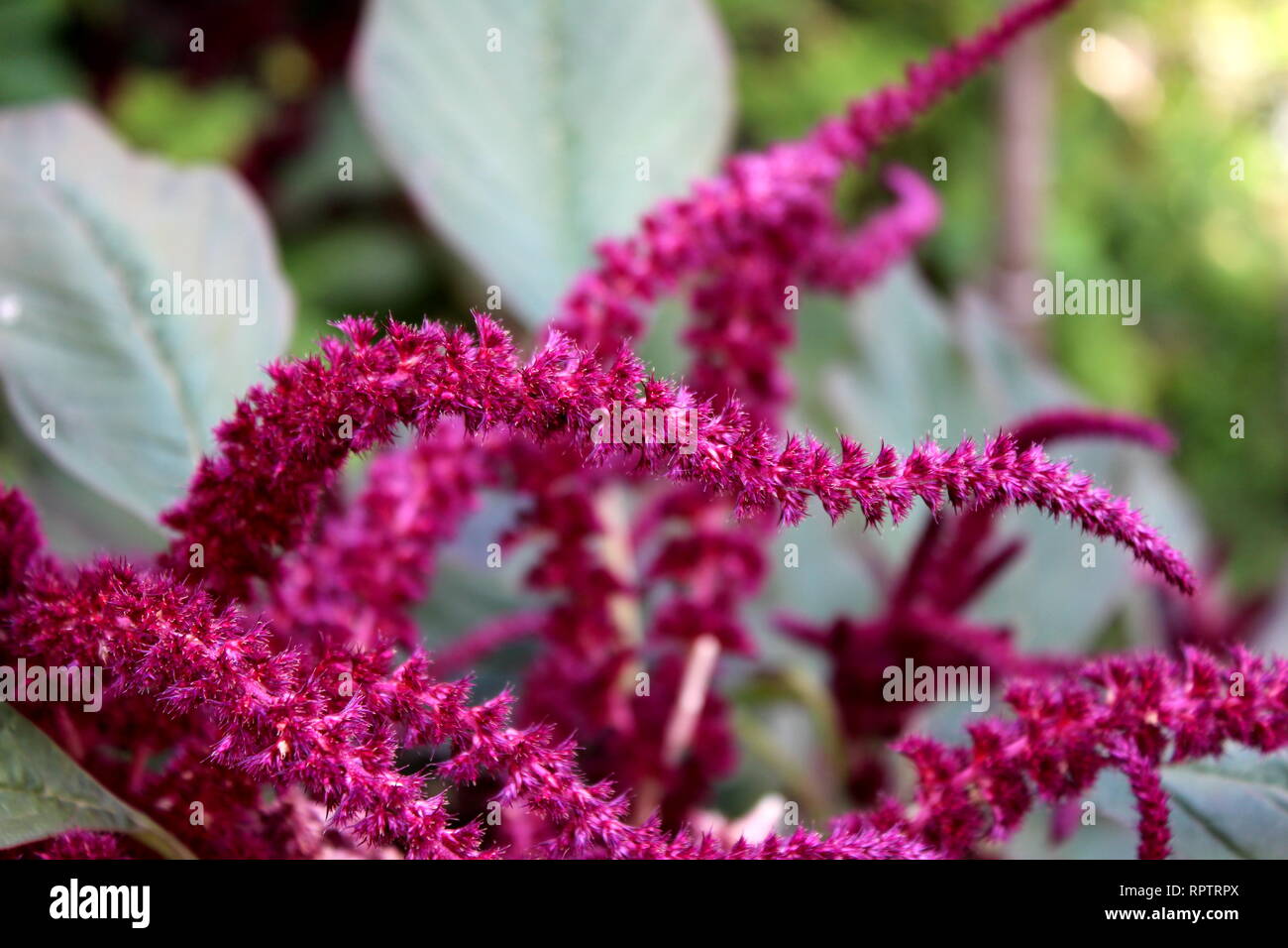 Dark pink Amaranth or Amaranthus cosmopolitan annual plant flowers arranged in colourful bracts looking like unusual flower snakes Stock Photo