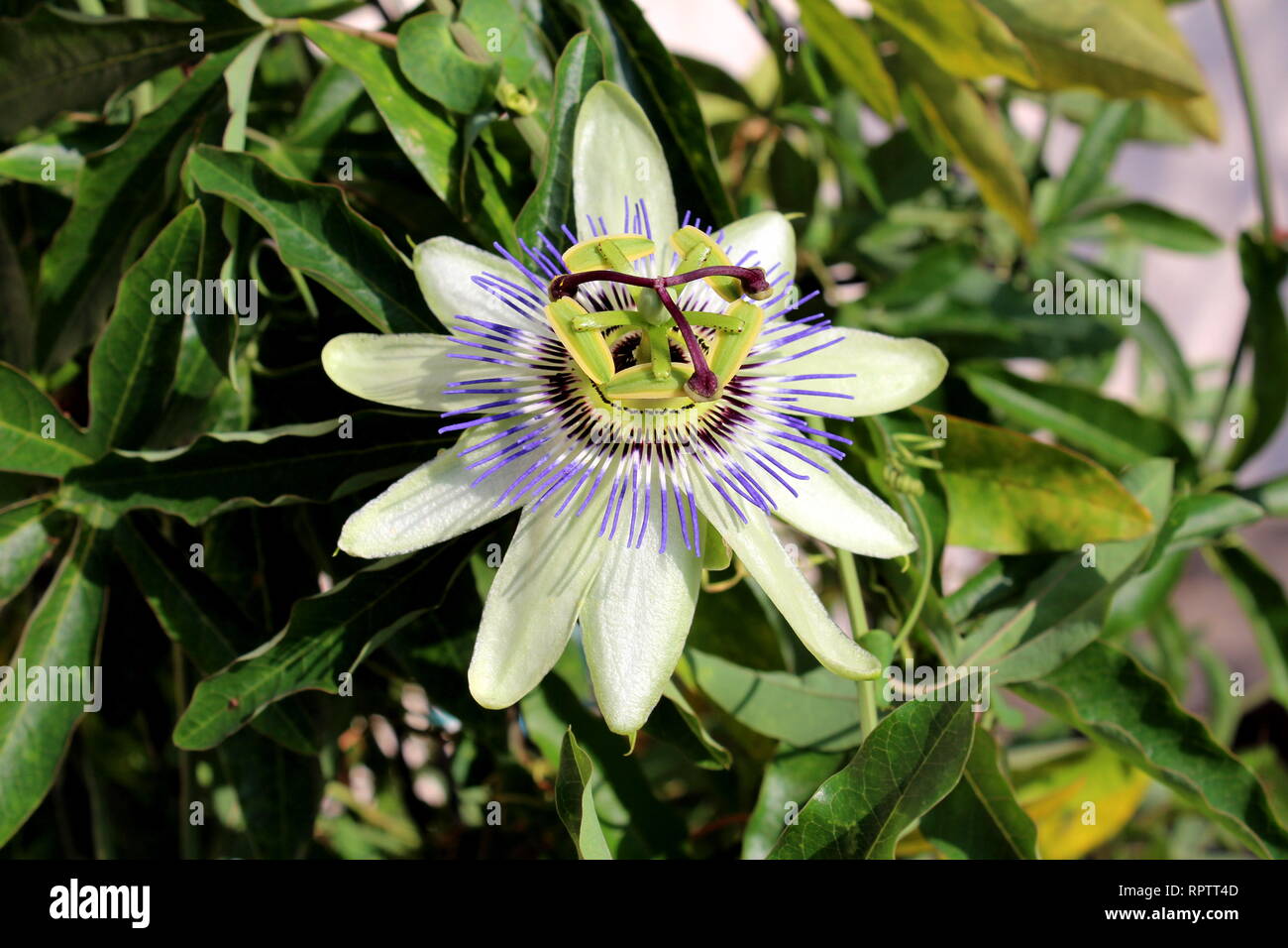 Fully open blooming beautiful unusual Passion fruit or Passiflora edulis or Maracuja or Parcha or Grenadille or Fruit de la passion flower Stock Photo
