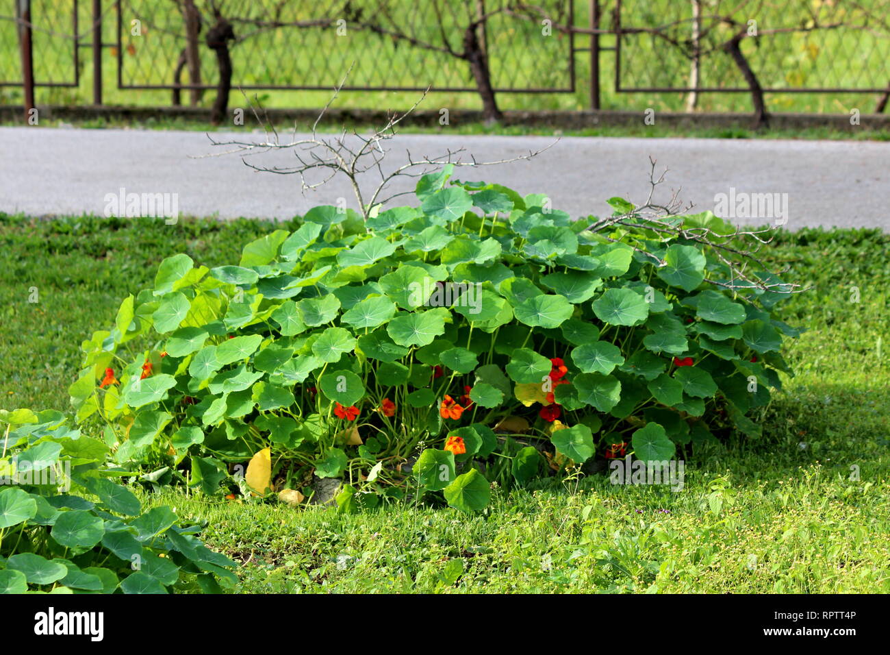 Garden nasturtium or Tropaeolum majus or Indian cress or Monks cress