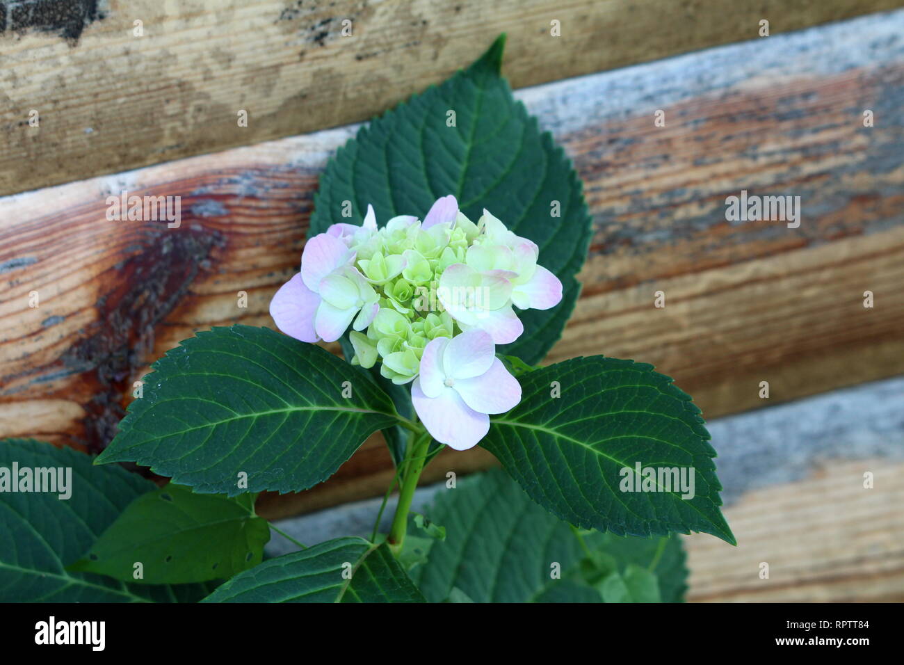 Hydrangea Or Hortensia Garden Shrub With Multiple White Pink