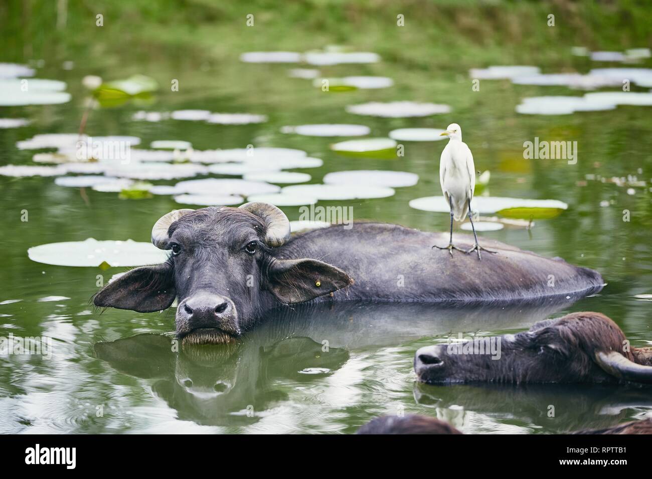 Symbiotic relationship hi-res stock photography and images - Alamy