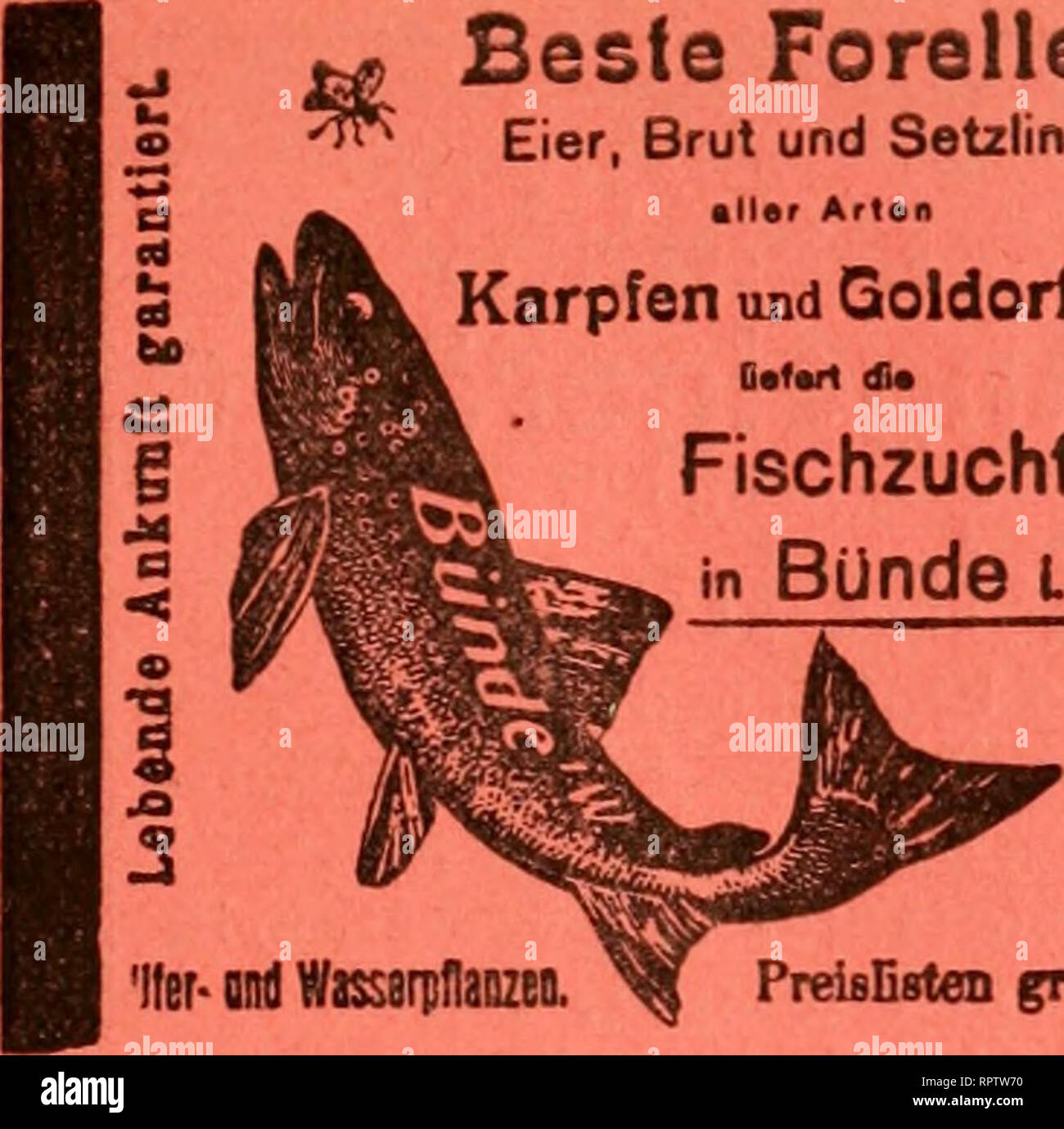 Goldorfen High Resolution Stock Photography And Images Alamy