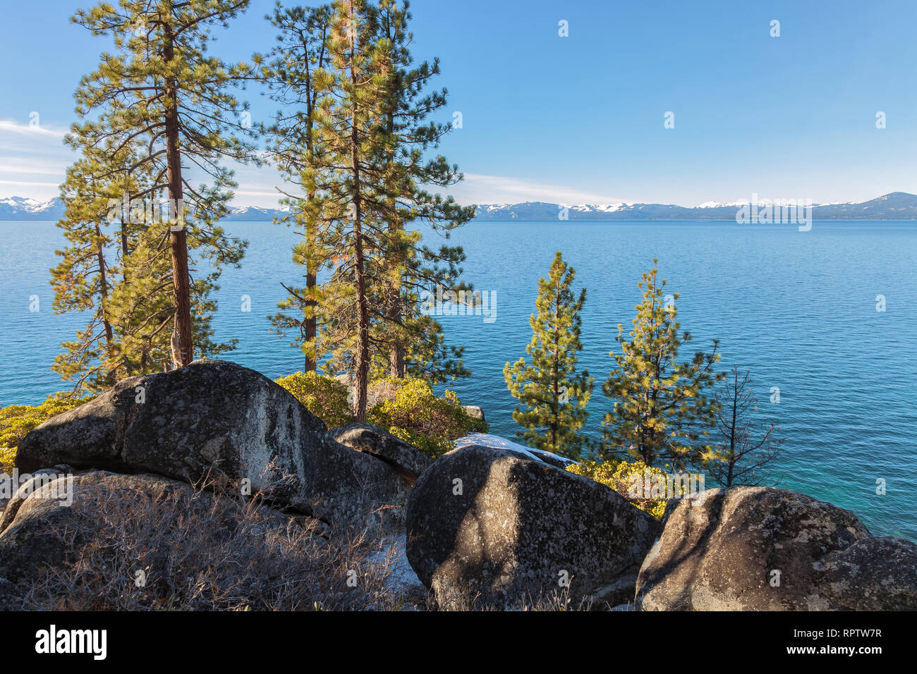 Jeffrey pine trees along the Lake Tahoe shore line, Lake Tahoe State