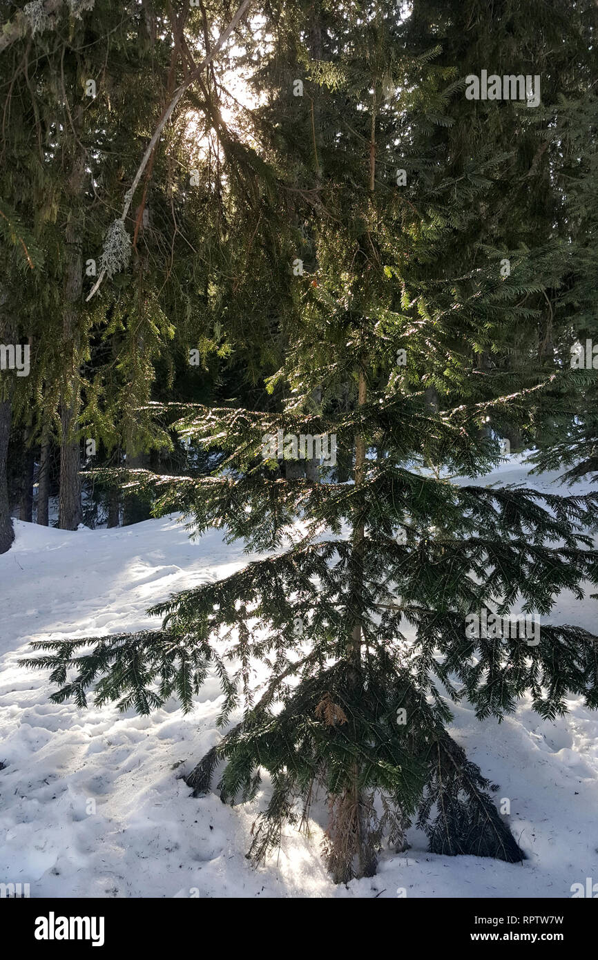 Snowstorm pine trees on hill hi-res stock photography and images - Alamy