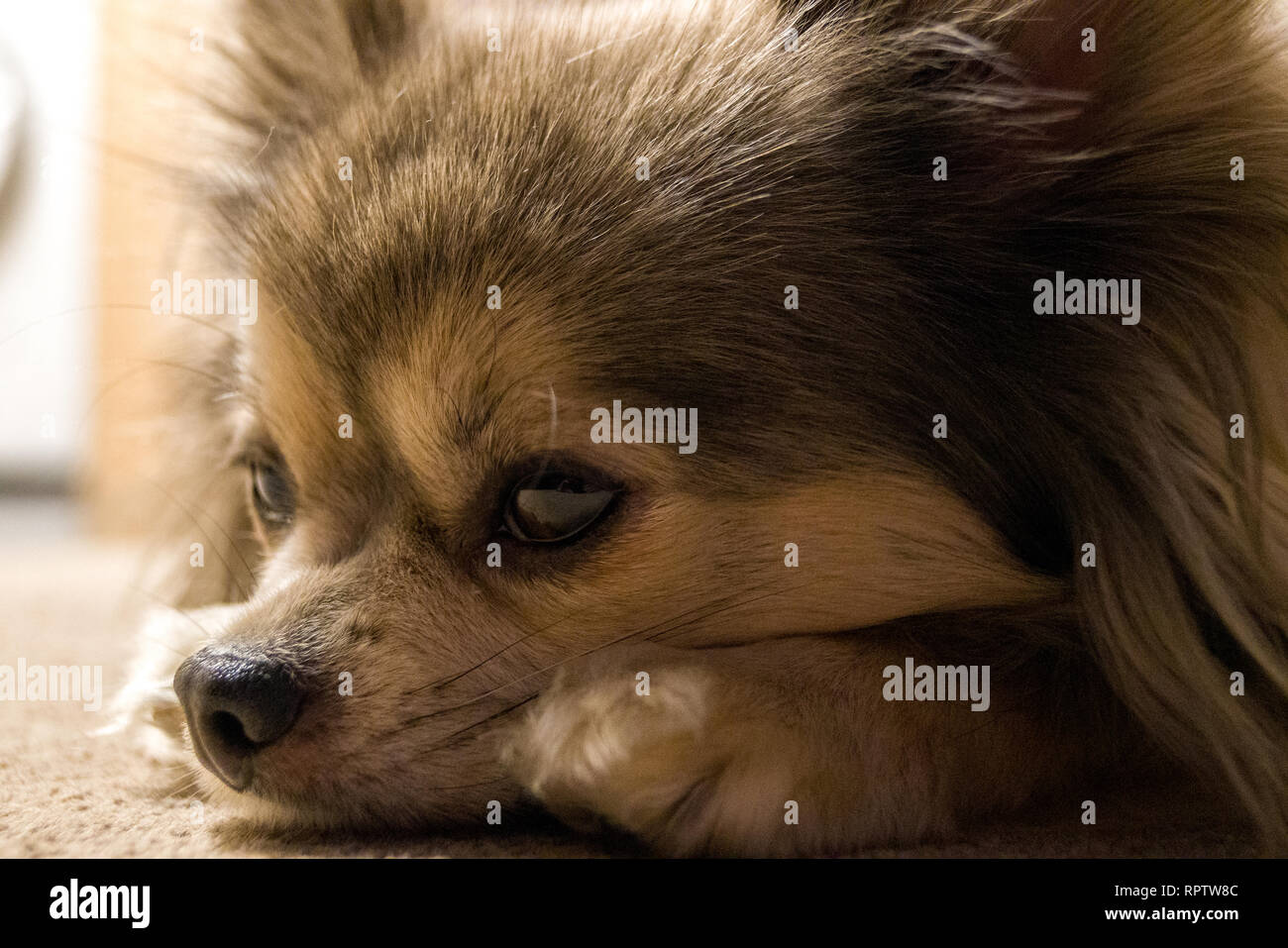 Long Haired Feet Stock Photos Long Haired Feet Stock Images Alamy