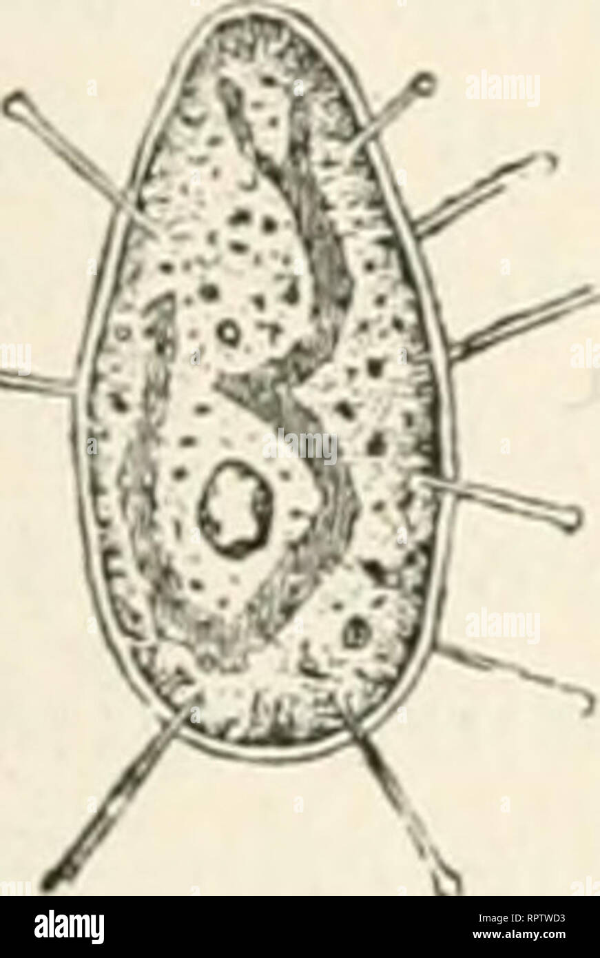 Gemmipara High Resolution Stock Photography And Images Alamy