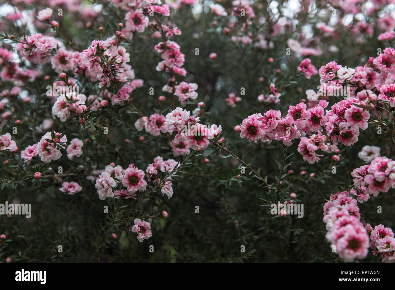 New Zealand Tea Tree (Leptospermum Scoparium) AKA Coral Candy Stock Photo
