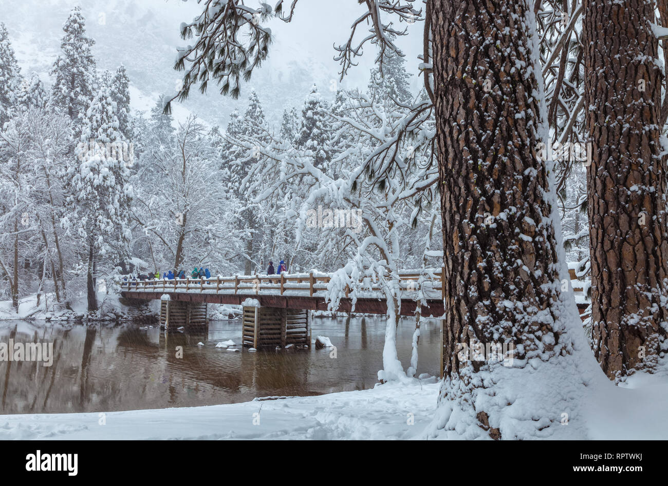 Jeffrey pines (Pinus jeffreyi), with bridge over the Merced River and the snow covered landscape at Yosemite National Park in winter, California, USA Stock Photo