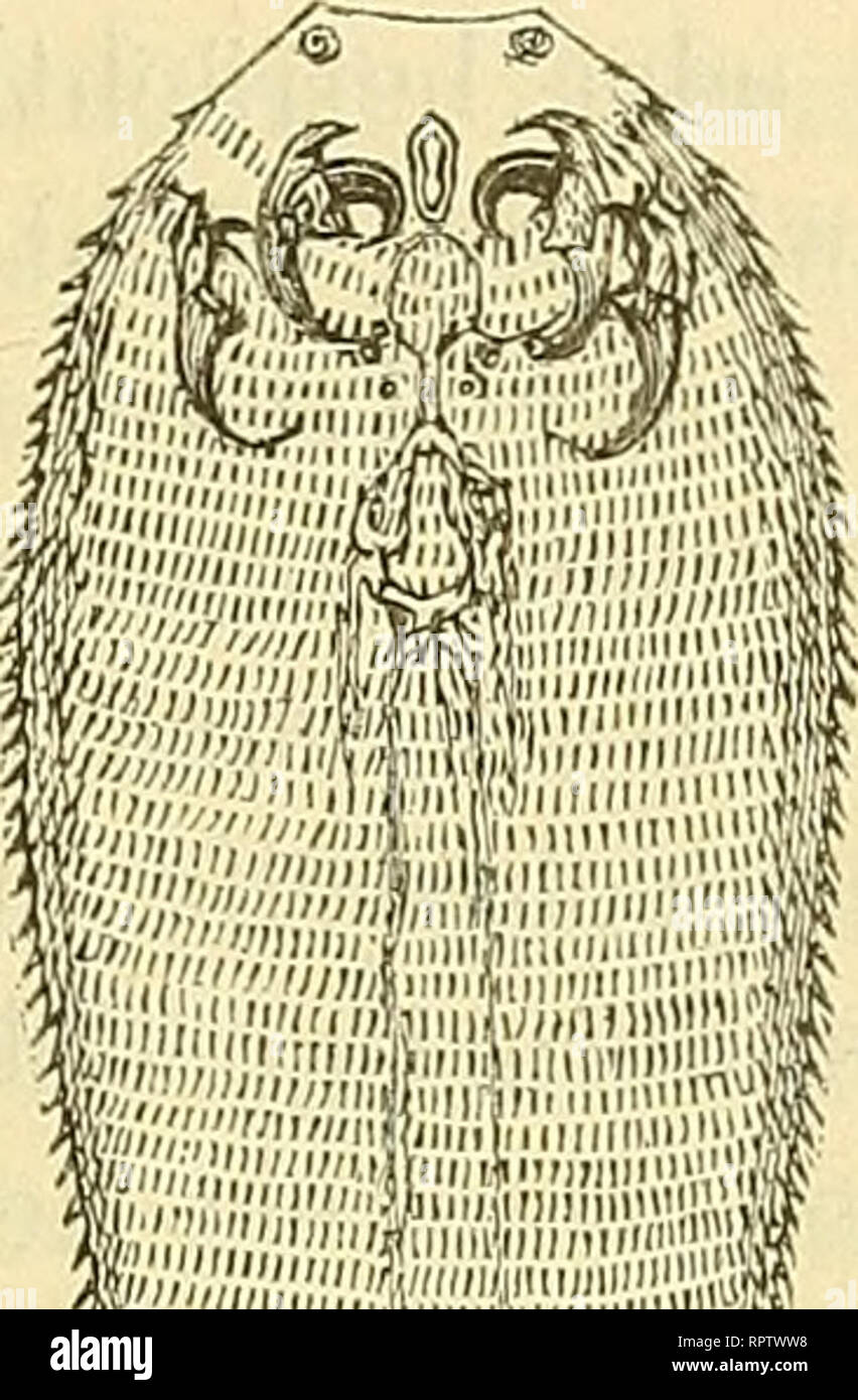 . Allgemeine Naturgeschichte der Parasiten mit besonderer