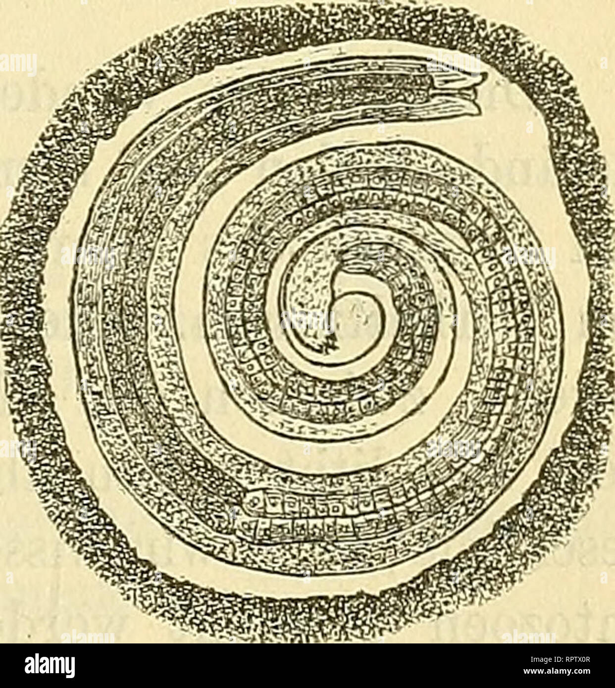 Taenia arten hires stock photography and images Alamy