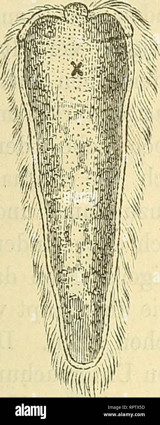. Allgemeine Naturgeschichte der Parasiten mit besonderer