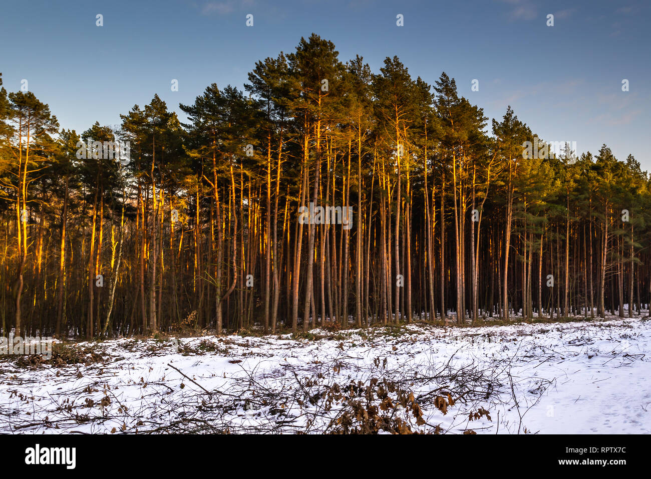 Winter in a pine forest Stock Photo - Alamy