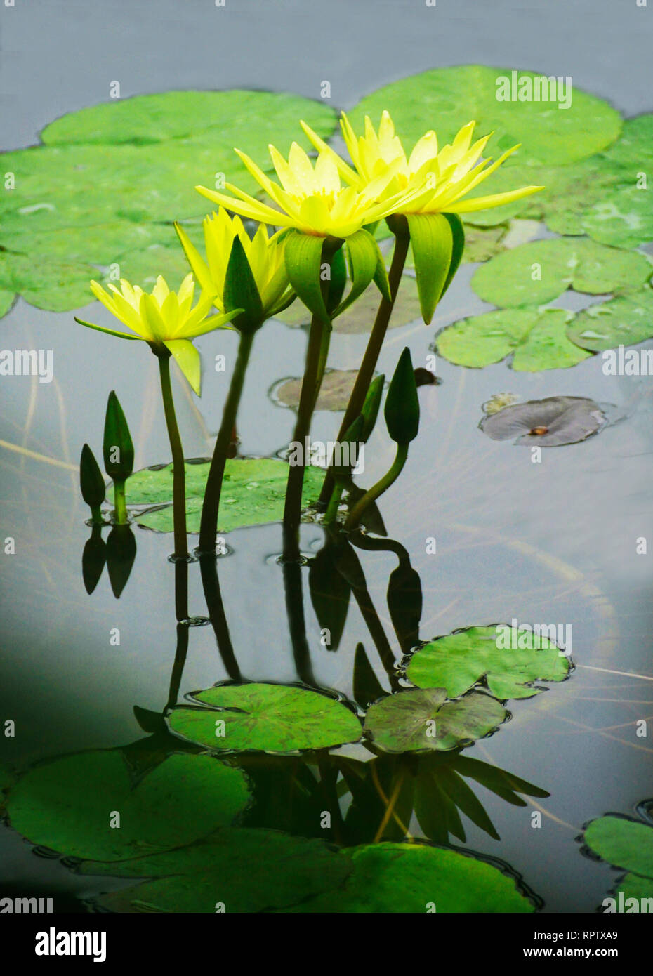 Yellow Water Lilies In National Botanical Garden Greenhouse Stock