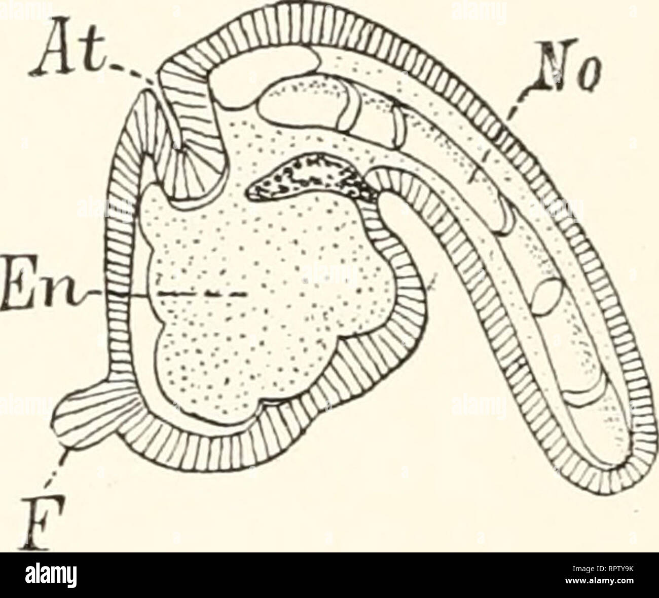 . Allgemeine Biologie. Cytology; Histology. Fig. 330. Ei von Ascidiella