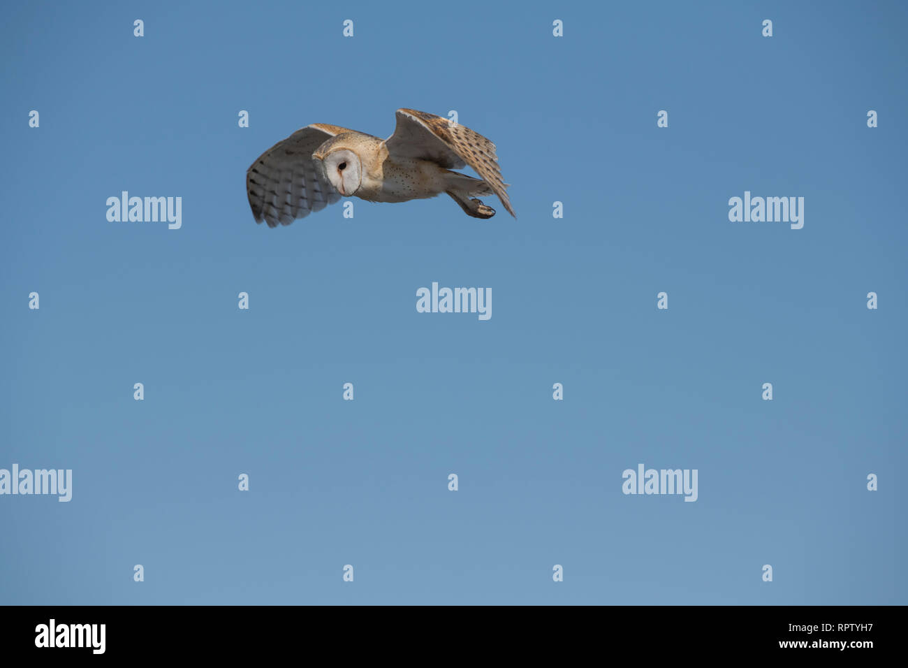 Barn owl in flight Stock Photo