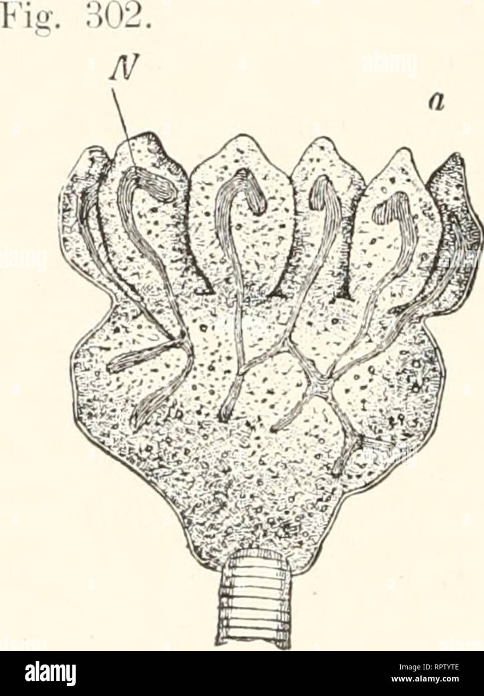 . Allgemeine Biologie. Cytology; Histology. i:;o Achtzehntes Kapitel. Mit den verschiedenen Gewebsarten verhält es sich genau ebenso wie mit den Ei- und Samenzellen. Die histologischen Unterschiede innerhalb der Zellen sind erst sekundären Ursprungs; sie beruhen auf Verschieden- heiten der für besondere Zwecke ausgeschiedenen Bildungsprodukte des Protoplasmas, der formed matter von Beale; ihre Artgleichheit dagegen beruht was das viel Wichtigere ist auf der Organisation der die Plasmaprodukte überhaupt erst bildenden Zellen, der forming matter, be- sonders aber auf der Konstitution des von den Stock Photo