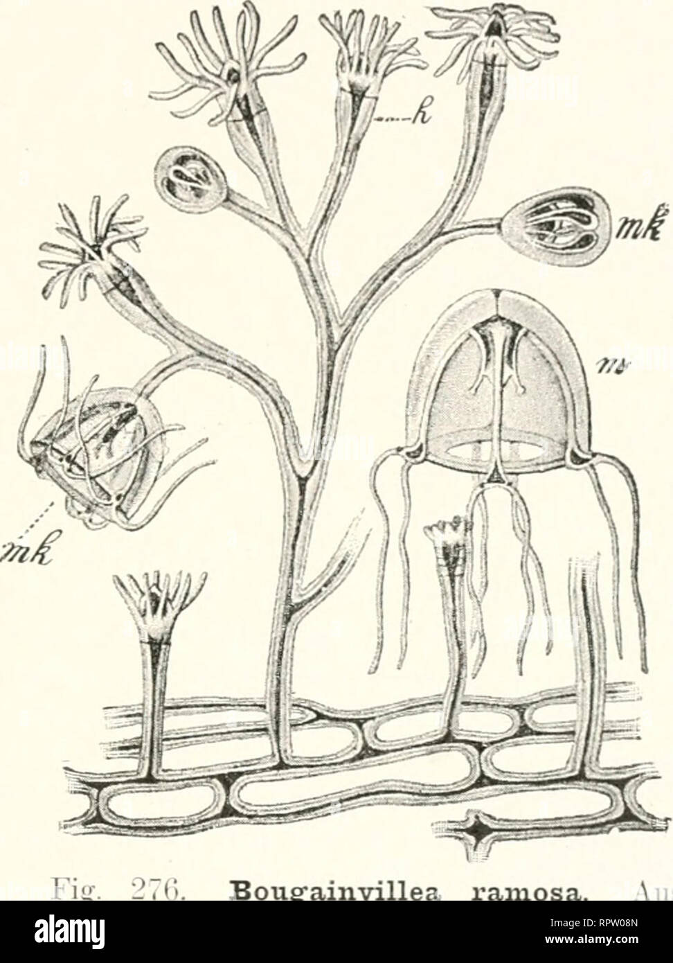 . Allgemeine Biologie. Cytology; Histology. Die Zelle als Anlage eines Organismus. 357 Zellen Knospen bilden, die zu einem Sprol.l aus wachsen, der. vom Ganzen abgetrennt und in Erde verpflanzt, sich bewurzelt und zu einem vollstän- digen Baum wird. Bei Cölenteraten, manchen Würmern und Tunicaten ist die ungeschlechtliche Vermehrung auf vegetativem Wege eine ähnliche, da fast an jeder Stelle des Körpers eine Knospe entstehen und zu einem neuen Individuum werden kann. Bei Bougainvillea ramosa zum Beispiel (Fig. 276) entwickeln sich neue Individuen nicht nur als Seitenzweige des Hydroidenstöckch Stock Photo