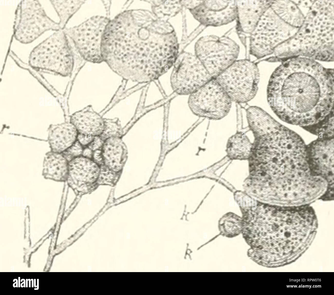 Get Vollbringen konjugation For Android Free Vollbringen Konjugation