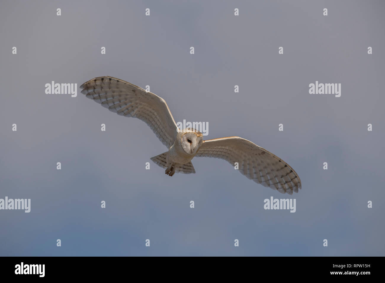 Barn owl in flight Stock Photo