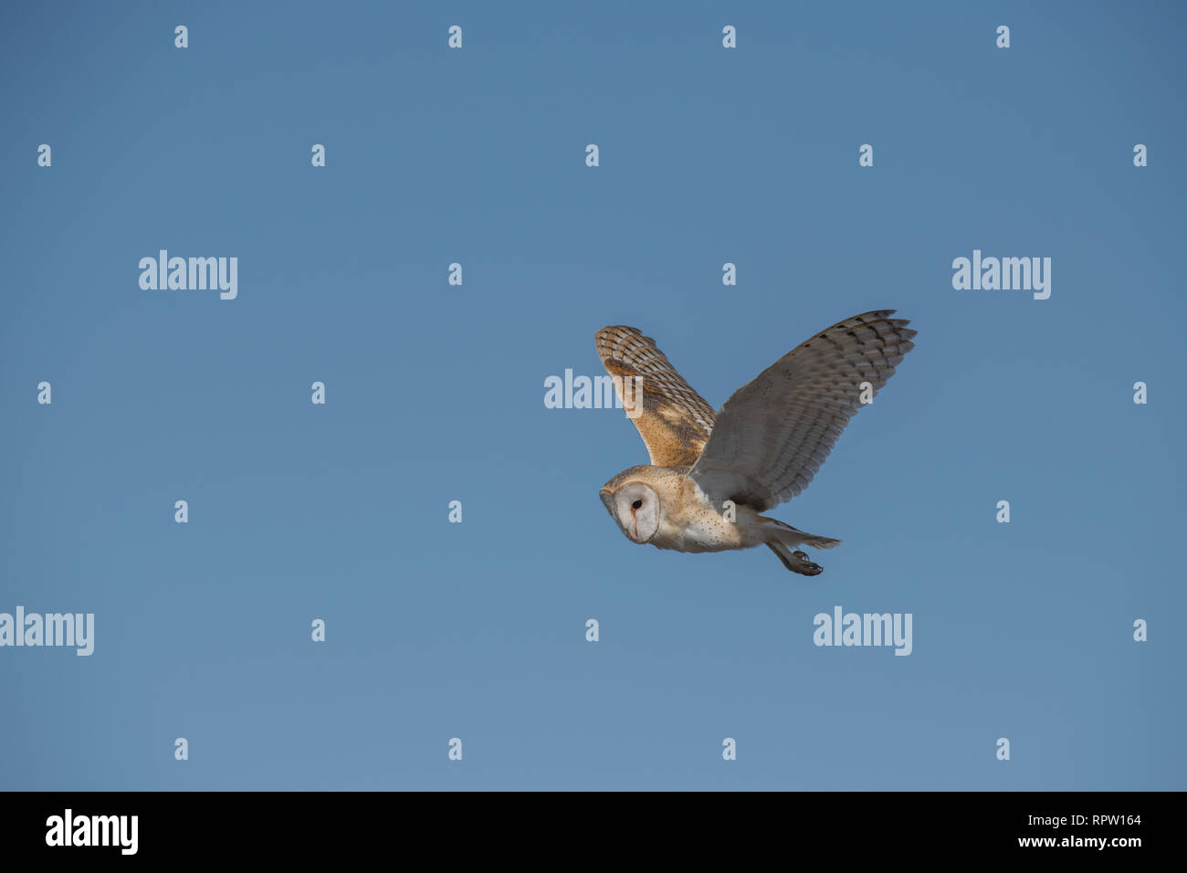 Barn owl in flight Stock Photo