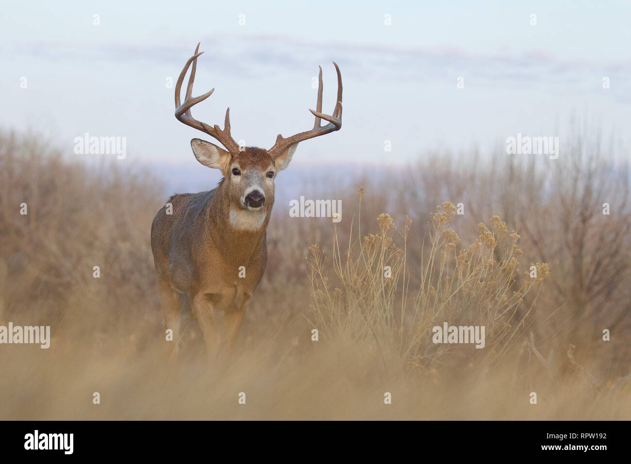 Whitetail Deer buck walking through midwestern habitat during deer hunting season Stock Photo