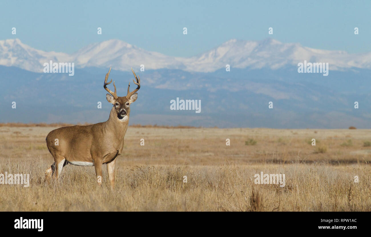 Environmental portrait - Whitetail Deer buck against snow-capped Rocky Mountains; with a deep depth of field (the mountains are pretty much in focus) Stock Photo
