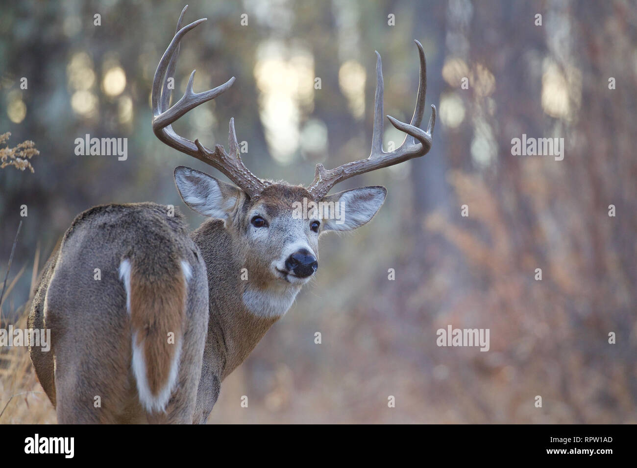 Whitetail Deer - a large antlered  buck looks back over its shoulder in a hardwood forest Stock Photo