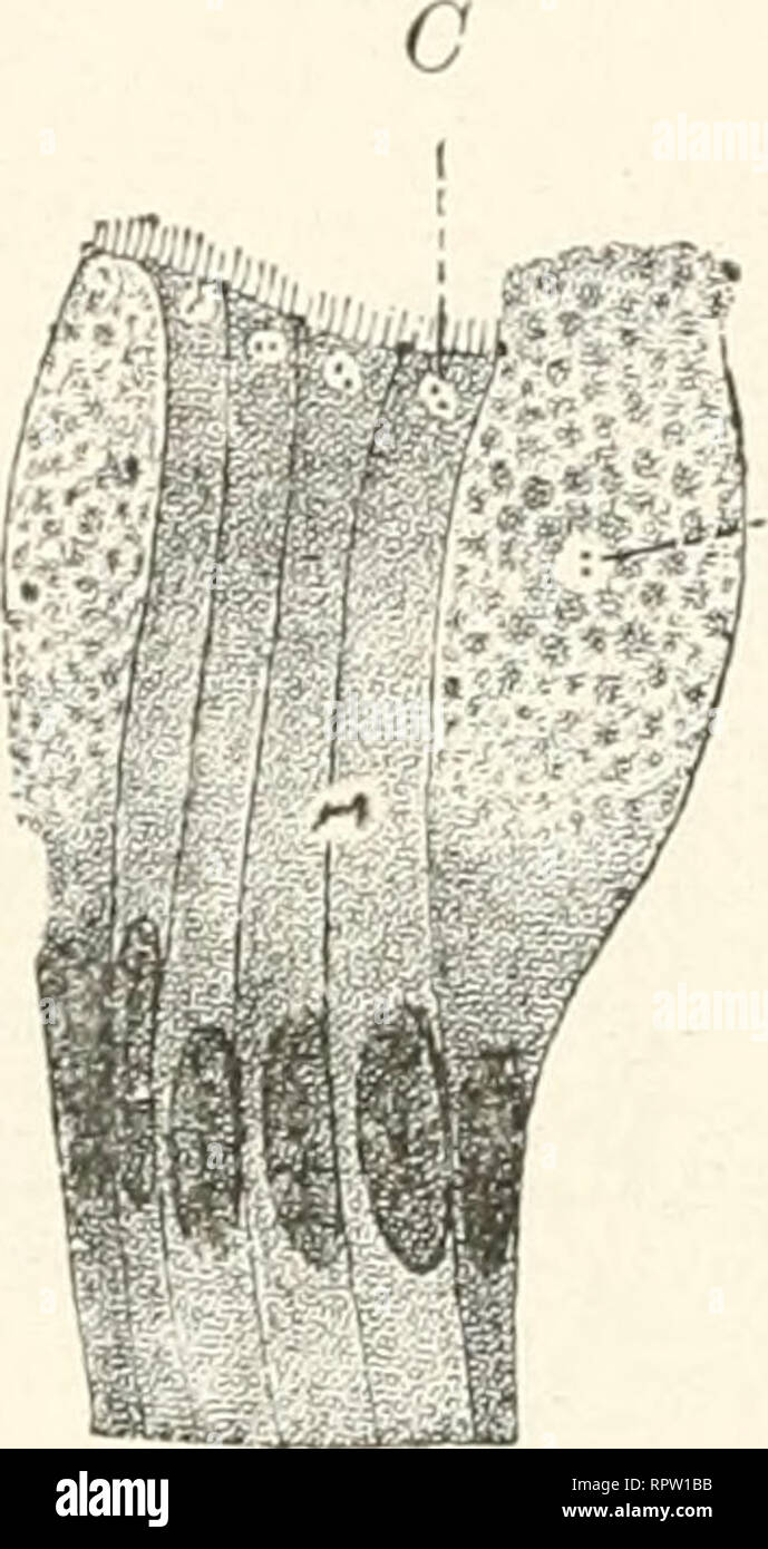 . Allgemeine Biologie. Biology; Cells. 56 Drittes Kapitel. ,,Zentriolen