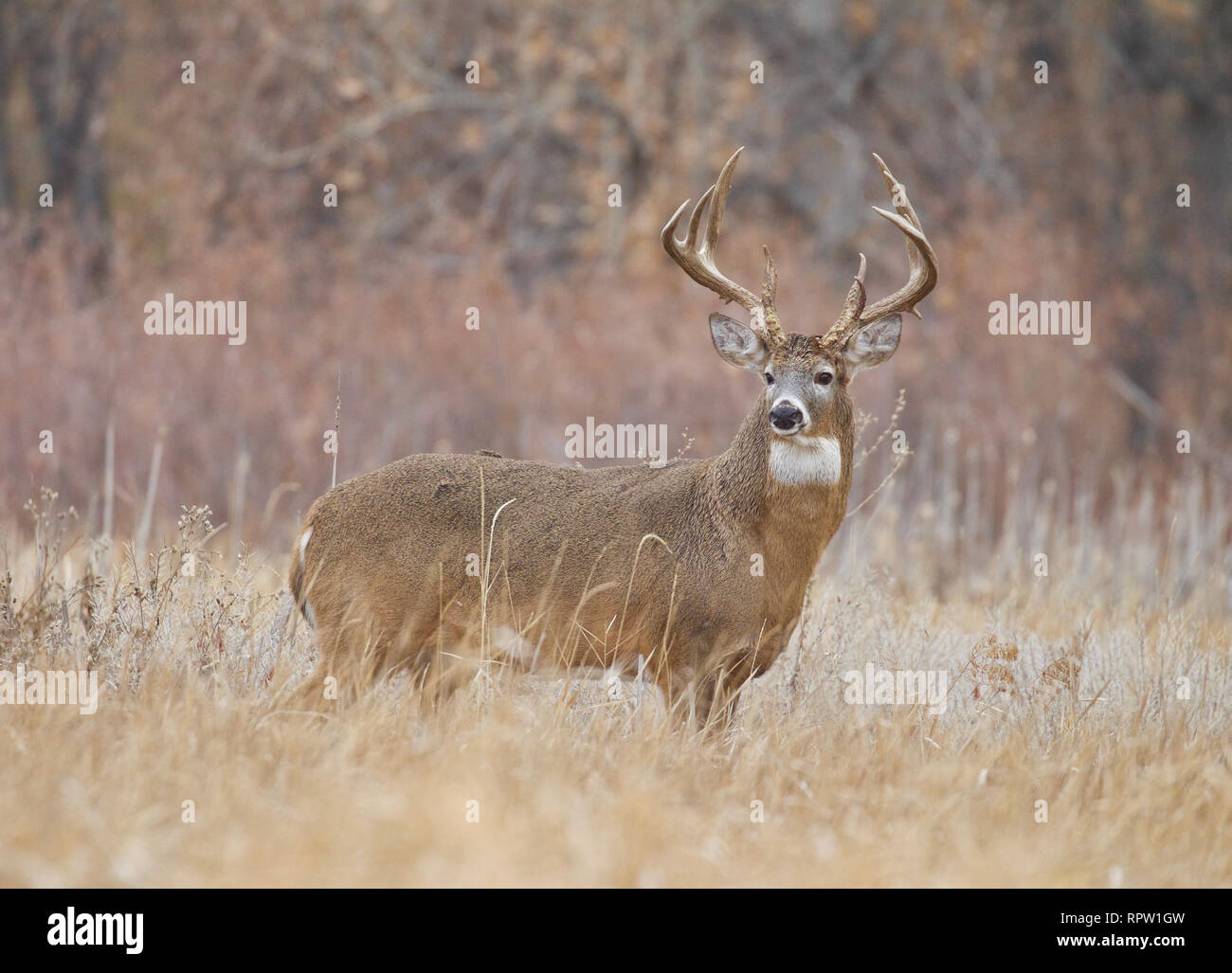 Whitetail Deer - a trophy class buck in a natural meadow in the midwest during hunting season Stock Photo