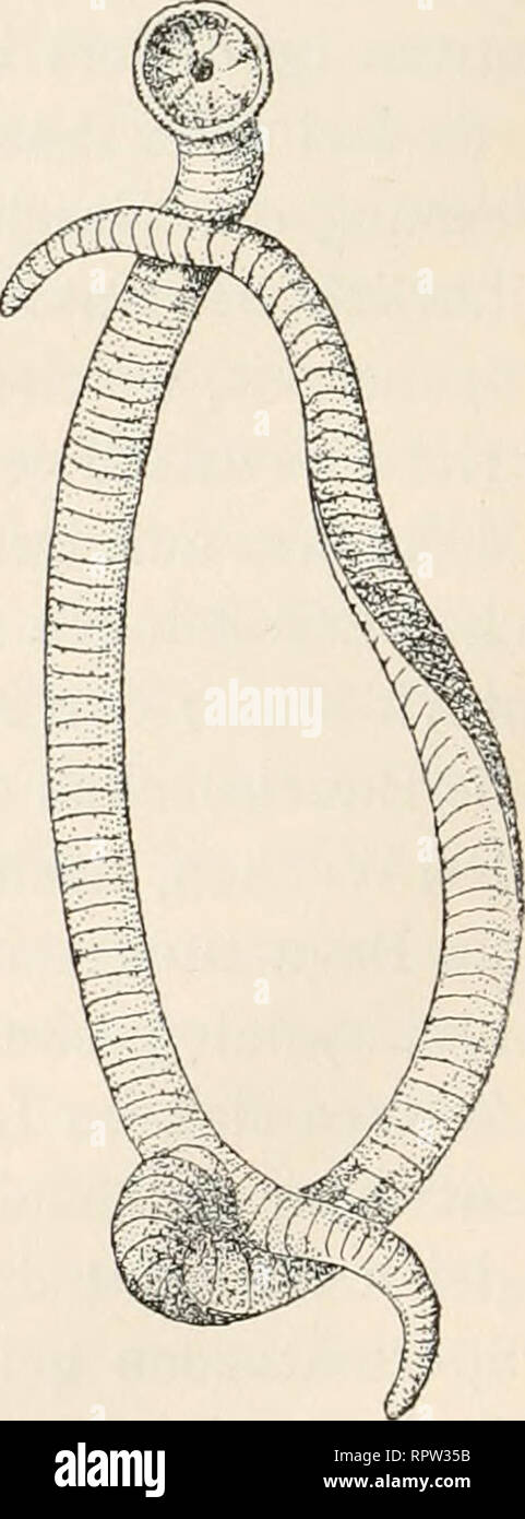 . Allgemeine Biologie;. ^r. Fig. i8. Kopulation des javanischen Flug- frosches (Polypedates reinwardtii). Nach M. SiKDLECKi. wardtii (Fig. l8) verläuft, nach den Beobachtun- gen von Siedlecki, derart, daß die Tiere zuerst durch die ganze Nacht gepaart bleiben. Die Ent- leerung der Geschlechtselemente vollzieht sich auf einem Blatte, auf welches das Weibchen mit dem auf ihm reitenden Männchen wandert. Indem das Weibchen die Eier in eine schleimige, gleich- zeitig ausgeschiedene Masse ablegt, werden sie mit Sperma begossen. Die beiden Partner bewegen jetzt schnell die Hinterfüße, wodurch die sch Stock Photo