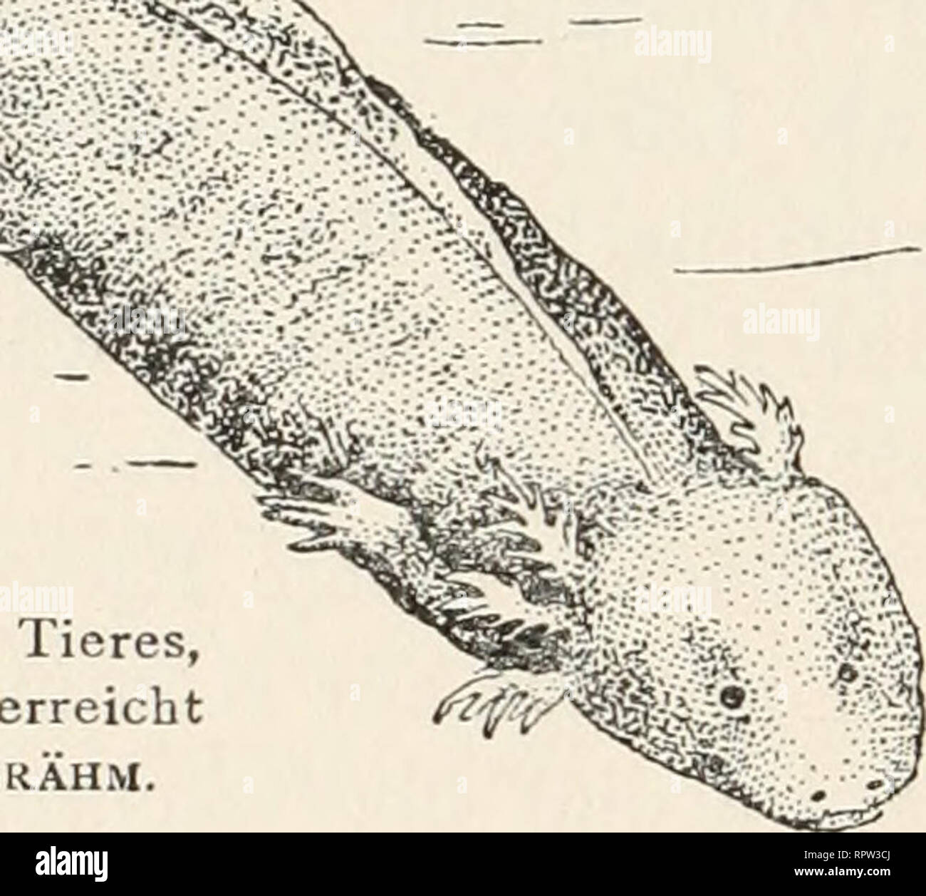 . Allgemeine Biologie;. Si^- B Fig. 10. ^ Arablystoma, B Larve desselben Tieres, welche Geschlechtsreife im larvalen Stadium erreicht und als Axolotl bezeichnet wird. Nach Brähm.. Please note that these images are extracted from scanned page images that may have been digitally enhanced for readability - coloration and appearance of these illustrations may not perfectly resemble the original work.. Chun, Karl, 1852-1914; Baur, Erwin, 1875-1933; Johannsen, W. (Wilhelm), 1857-1927. Leipzig, Teubner Stock Photo
