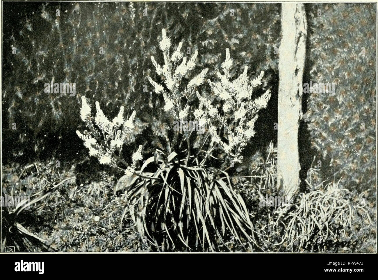Allgemeine Botanische Zeitschrift Fur Systematik Floristik