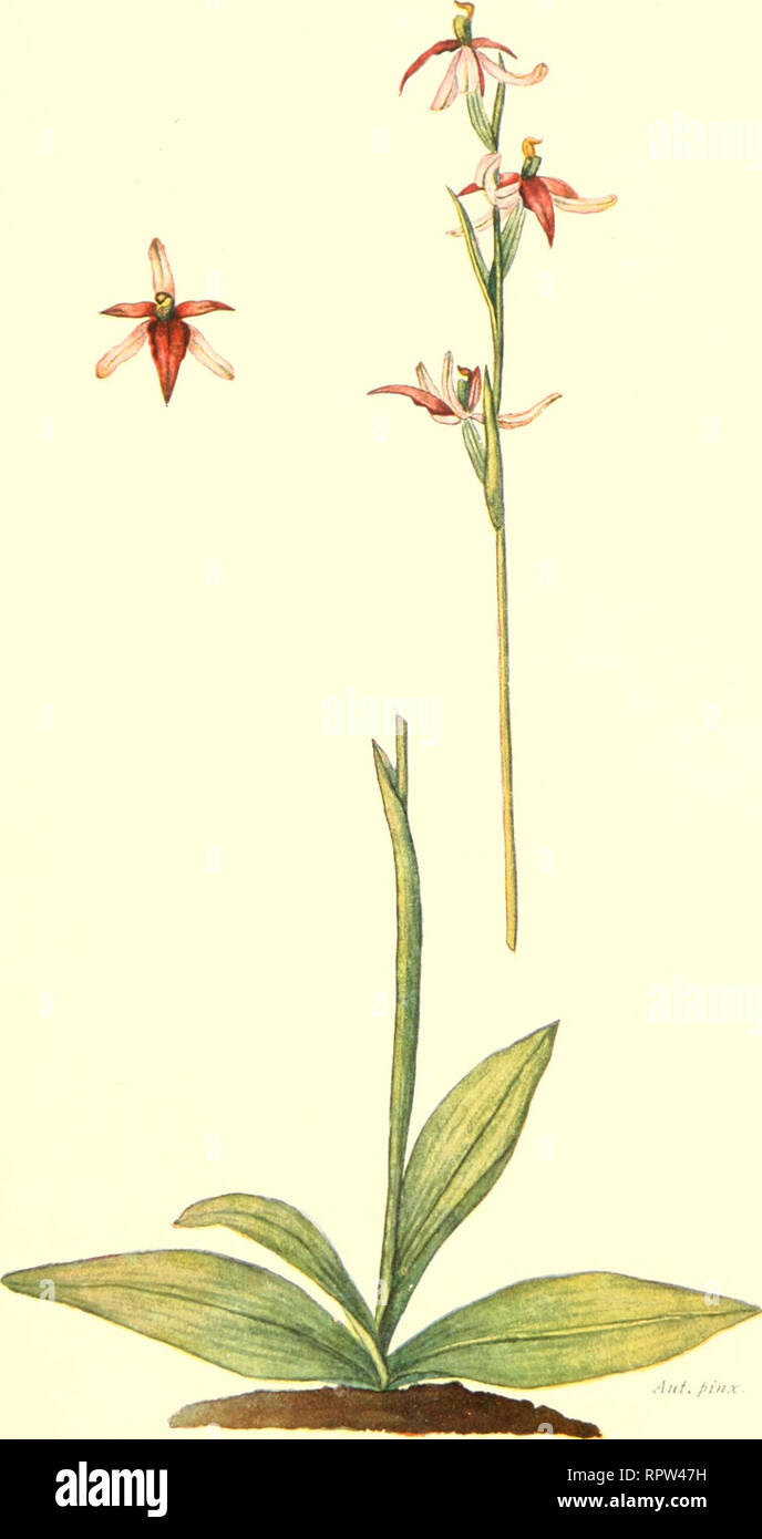 Allgemeine Botanische Zeitschrift Fur Systematik Floristik