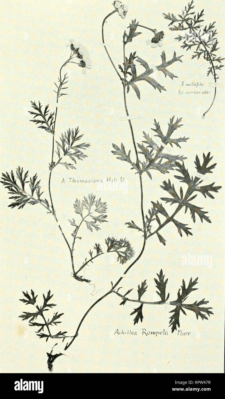 Allgemeine Botanische Zeitschrift Fur Systematik Floristik