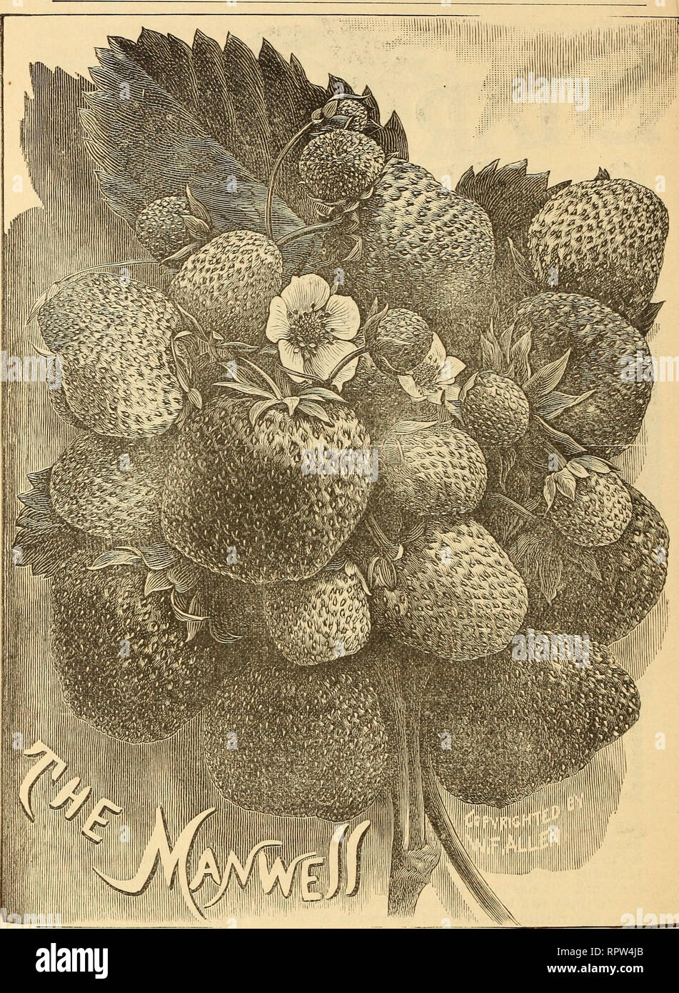 Sharpless Strawberries High Resolution Stock Photography And Images Alamy