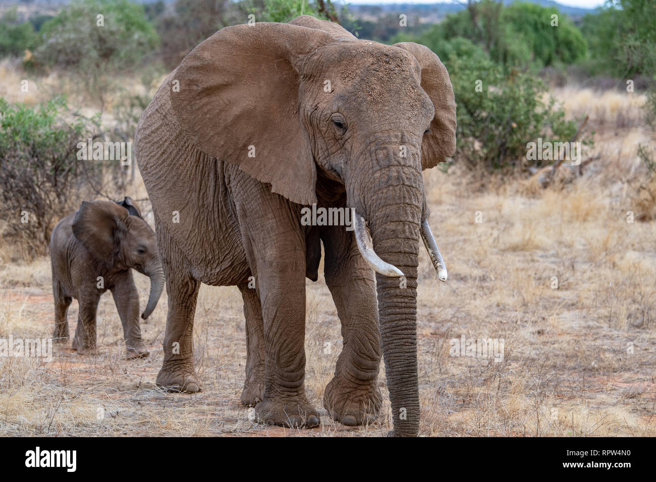 African baby bush elephant (Loxodanta africana) in Kenya Stock Photo
