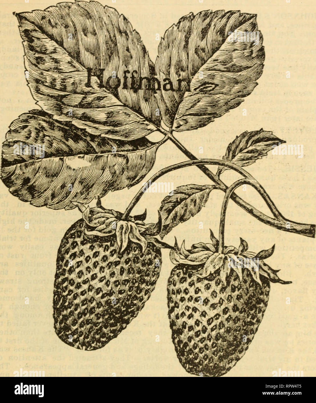 . Allen's strawberry catalogue : spring 1903. Nurseries (Horticulture) Maryland Salisbury Catalogs; Nursery stock Maryland Salisbury Catalogs; Strawberries Maryland Salisbury Catalogs. ALLEN'S STRAWBERRY PLANT CATALOGUE. 15. HOFFMAN.—Has been the favorite in the South for many years, and it carries so well, that marketraen are continually inquiring for it, and it usually brings the highest market price on this account. We have not found it pro- ductive on sandy soil, but on stiff land, not too poor, it will bear a very good crop of berries that will bring the highest market price. The accompan Stock Photo