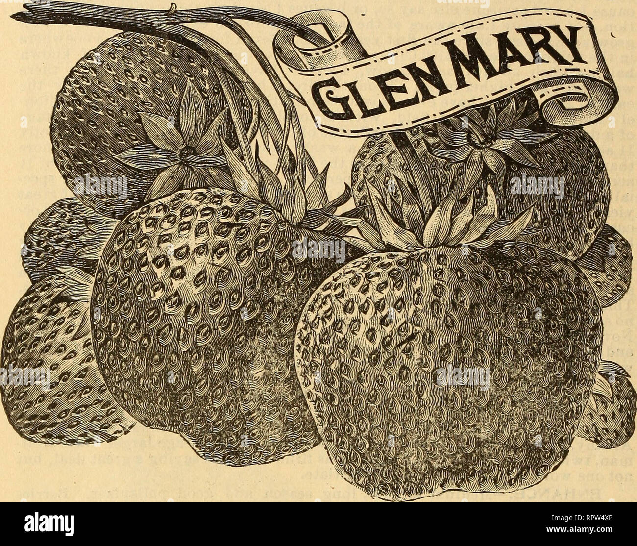 . Allen's strawberry catalogue : spring 1903. Nurseries (Horticulture) Maryland Salisbury Catalogs; Nursery stock Maryland Salisbury Catalogs; Strawberries Maryland Salisbury Catalogs. 14 ALLEN'S STRAWBERRY PLANT CATALOGUE. GANDY.—Too well known to need extended description. The standard late berry everywhere. Large, firm, uniform and attractive, will not do its best at fruiting time on light sandy soils. Black swamp land, well drained, or medium stiff land seems to suit it best. My stock of this popular variety is very fine, and in sufficient quantity to fill all orders. GLEN MARY.—This varie Stock Photo