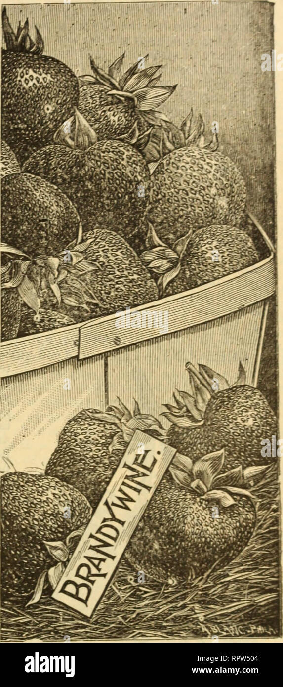 . Allen's strawberry catalogue : spring 1903. Nurseries (Horticulture) Maryland Salisbury Catalogs; Nursery stock Maryland Salisbury Catalogs; Strawberries Maryland Salisbury Catalogs. ALLEN'S STRAWBERRY PLANT CATALOGUE. 11 BRANDYWINE.—When this ex- cellent yariety was first offered to the public, I went to the home of the originator for the purpose of Beeing the variety in fruit. This, however, was after I had already placed the largeet order for plants that the introducer received during that season. Mr Ingram, the originator, met me at the depot and took me straight to his strawberry patch, Stock Photo