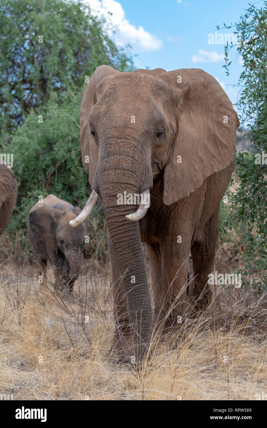 African bush elephant (Loxodanta africana) in Kenya Stock Photo
