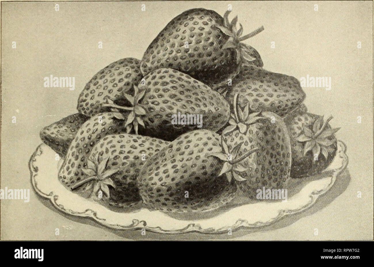 . Allen's catalogue 1912 : choicest strawberry plants and other small fruits. Nurseries (Horticulture) Maryland Salisbury Catalogs; Nursery stock Maryland Salisbury Catalogs; Strawberries Maryland Salisbury Catalogs. TRUE-TO-NAME STRAWBERRY PLANTS. The Lea will take a front rank among early market sorts LEA. We offered this berry for the first time in our 1910 Catalogue, and it has made good. As soon - as enough plants can be produced to put it in the hands of the average commercial grower, it' will take a front rank among the early market sorts. This is an entirely different type of berry fro Stock Photo