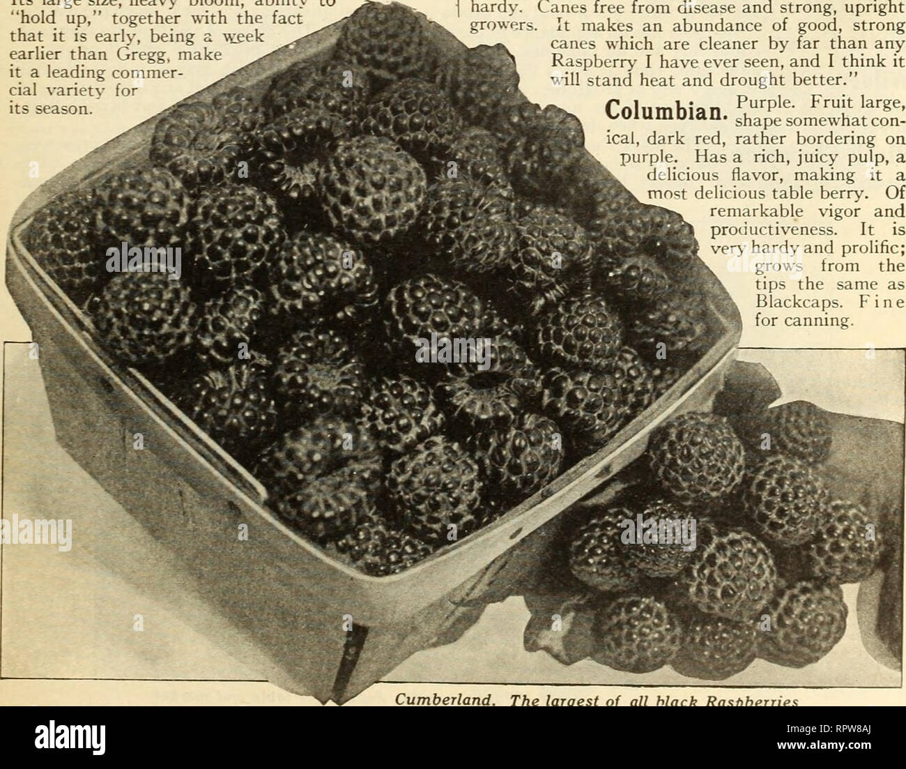 . Allen's book of berries : 1916. Nurseries (Horticulture) Maryland Salisbury Catalogs; Nursery stock Maryland Salisbury Catalogs; Strawberries Maryland Salisbury Catalogs. Plum Farmer. Black Pearl (see page 36) Sfr Black. A seedling 'hardy and prolific; grows from the tips the same as Blackcaps. Fine for canning.. Cumberland. The largest of all black Raspberries. Please note that these images are extracted from scanned page images that may have been digitally enhanced for readability - coloration and appearance of these illustrations may not perfectly resemble the original work.. Allen Co. (S Stock Photo