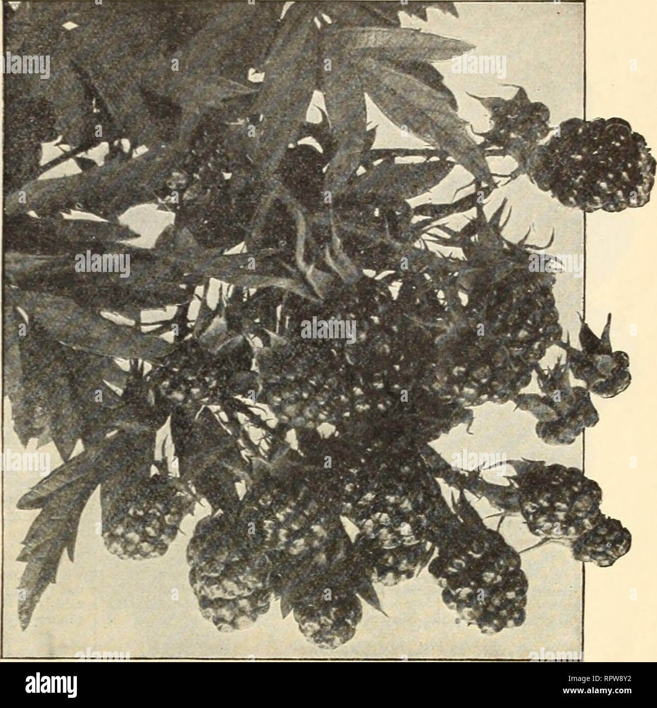 . Allen's book of berries : 1915. Nurseries (Horticulture) Maryland Salisbury Catalogs; Nursery stock Maryland Salisbury Catalogs; Strawberries Maryland Salisbury Catalogs. TRUE-TO-NAME SMALL-FRUIT PLANTS DEWBERRIES Do not plant Dewberries on too rich garden soil, as they go too much to ine, with a corresponding loss of fruit. For fertilizer use a small per- centage of ammonia and a large per- centage of potash. The plants may be set in rows 5 to 6 feet apart and about 3 feet in the row, for 'arieties other than Atlantic, which should have rows 7 feet apart and be planted 5 feet apart in the Stock Photo