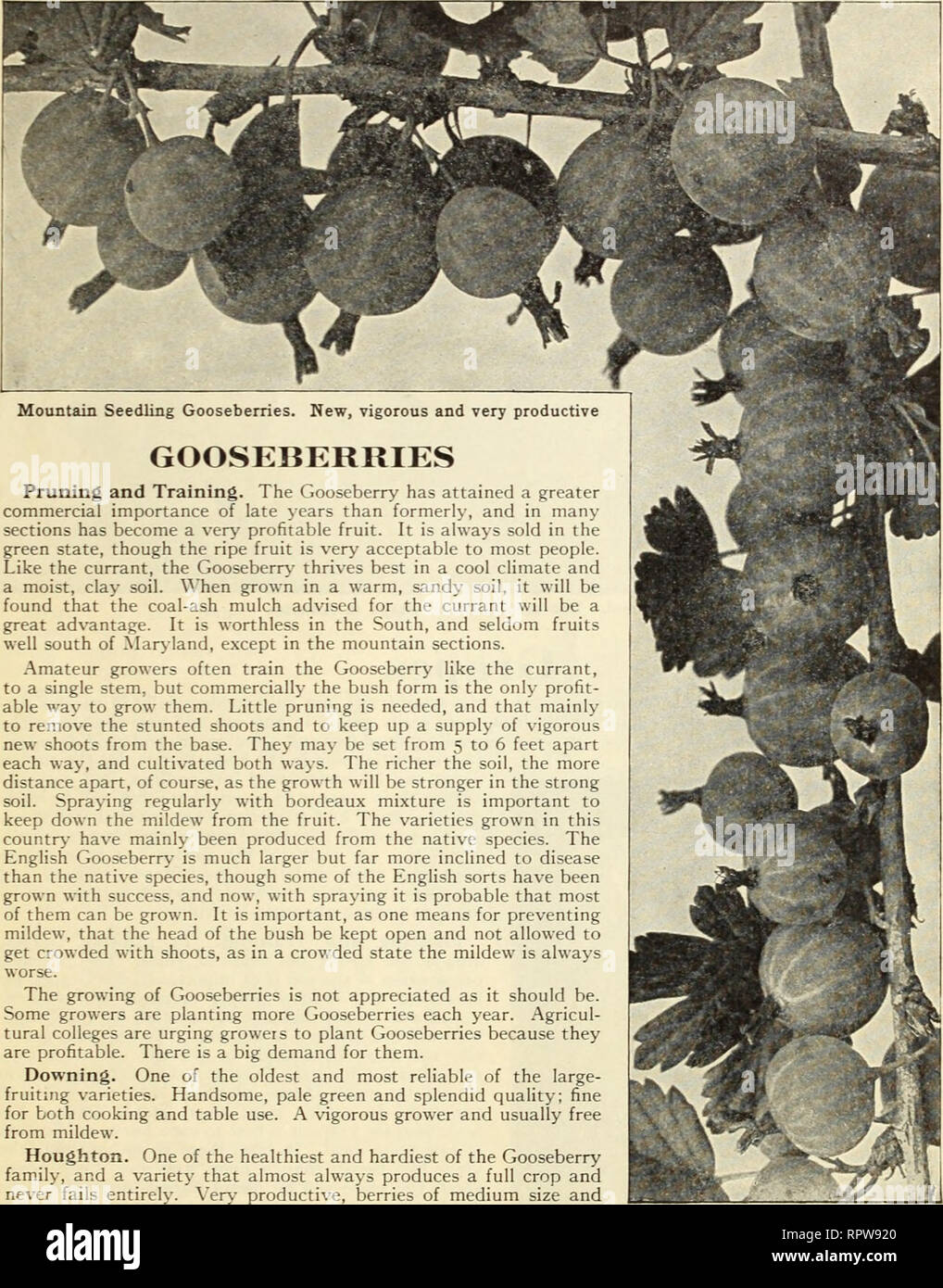 . Allen's book of berries : 1913. Nurseries (Horticulture) Maryland Salisbury Catalogs; Nursery stock Maryland Salisbury Catalogs; Strawberries Maryland Salisbury Catalogs. True-to-Name Small-Fruit Plants 31. Pruning and Training. The Gooseberry has attained a greater commercial importance of late years than formerly, and in many sections has become a very profitable fruit. It is always sold in the green state, though the ripe fruit is very acceptable to most people. Like the currant, the Gooseberry thrives best in a cool climate and a moist, clay soil. When grown in a warm, sandy soil, it wil Stock Photo