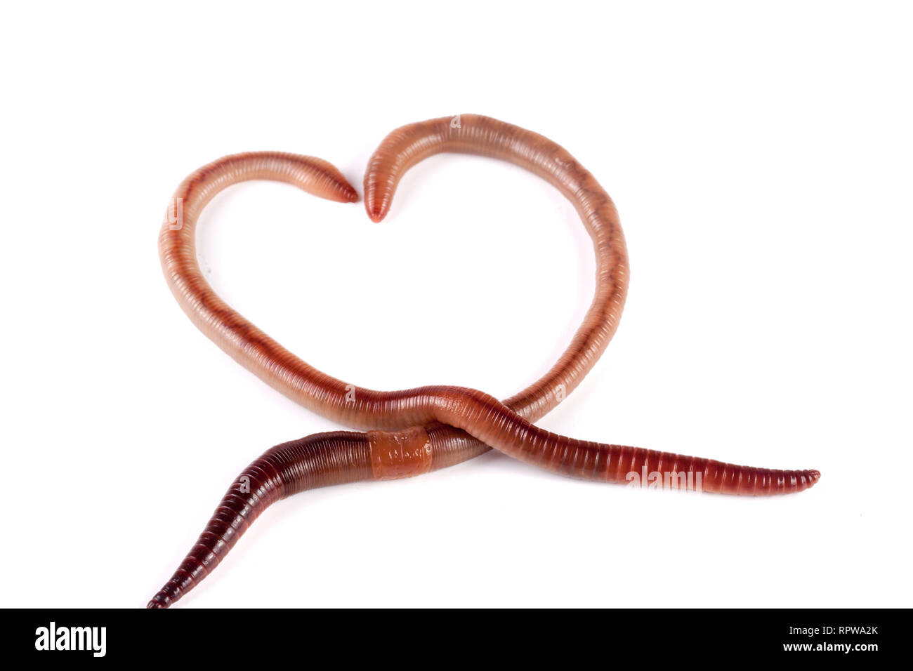Two earthworms in the shape of heart isolated on white background
