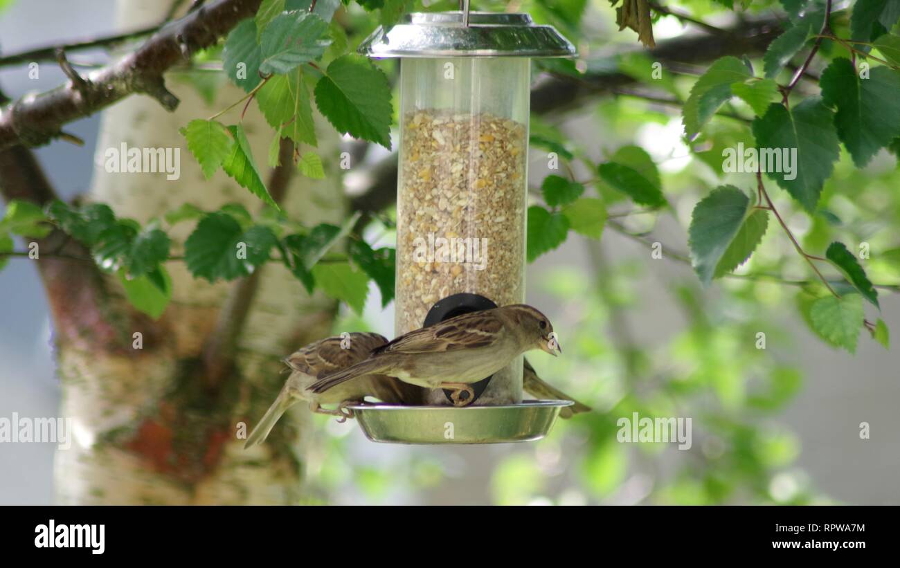 Female House Sparrows (Passer domesticus) Feeding on a Garden Bird