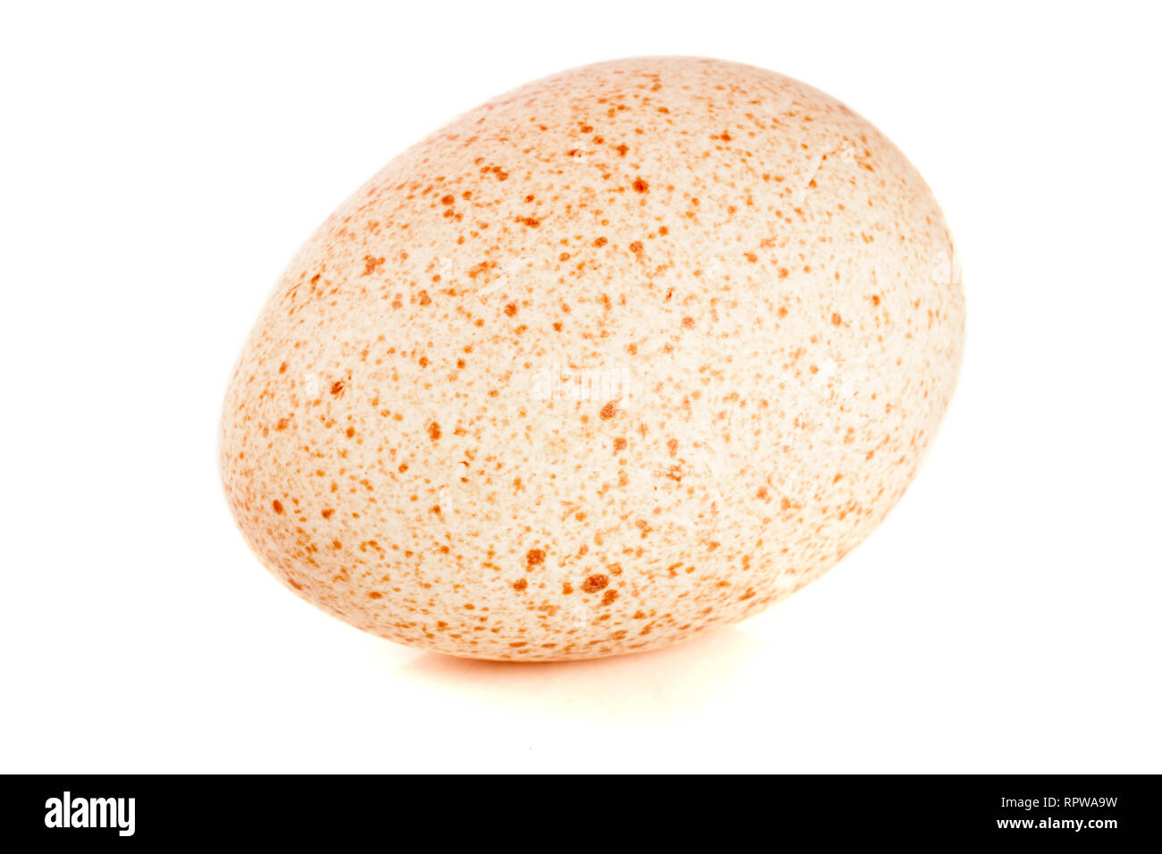 One turkey egg isolated on white background close-up Stock Photo