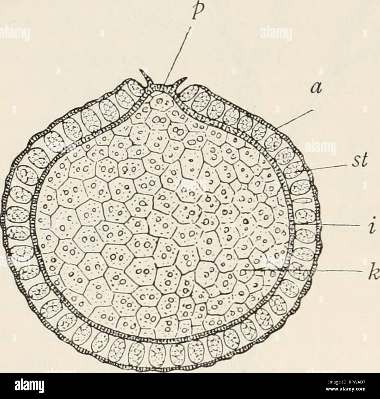 . Allgemeine Biologie;. 414 Emil Godlewski iun. : Fortpflanzung im Tierreiche Vegetative Fortpflanzunt; durch Bildun;-! von Gemmulen, Dauerknospen Statoblasten.. Vegetarive Zeugung durch Sporen. Lesern, die sich hierfür interessieren, das Studium der Cölenteratengruppe, be- sonders der Ordnung der Schwimmpolypen (Siphonophoren). Wir gehen jetzt zur Schilderung einer weiteren Form der vegetativen Fort- pflanzung über, und zwar zur Zeugung durch Bildung von Dauerknos- pen, Gemmulen und Statoblasten, Die zwei ersten Kategorien der Zeu- gungsgebilde, die Dauer- oder Winterknospen und Gemmulen, fin Stock Photo